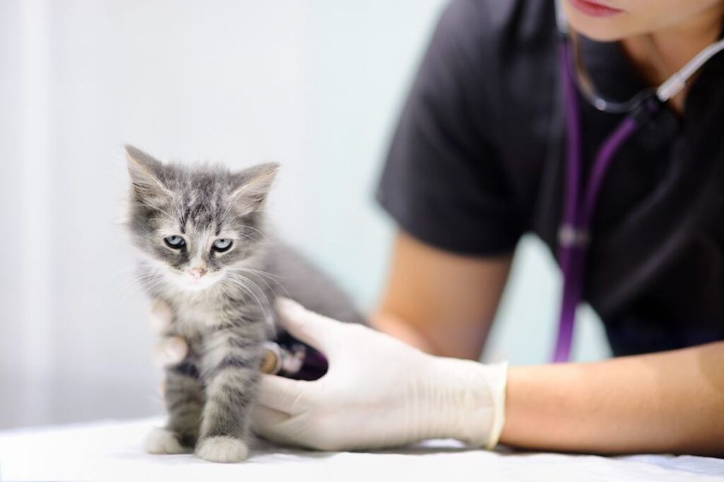 gattino sul tavolo del veterinario