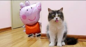 Teneri gattini incontrano Peppa Pig per la prima volta (VIDEO)