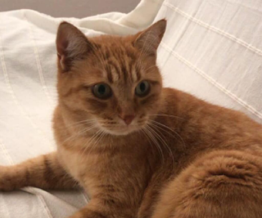 gatto rosso sopra lenzuolo
