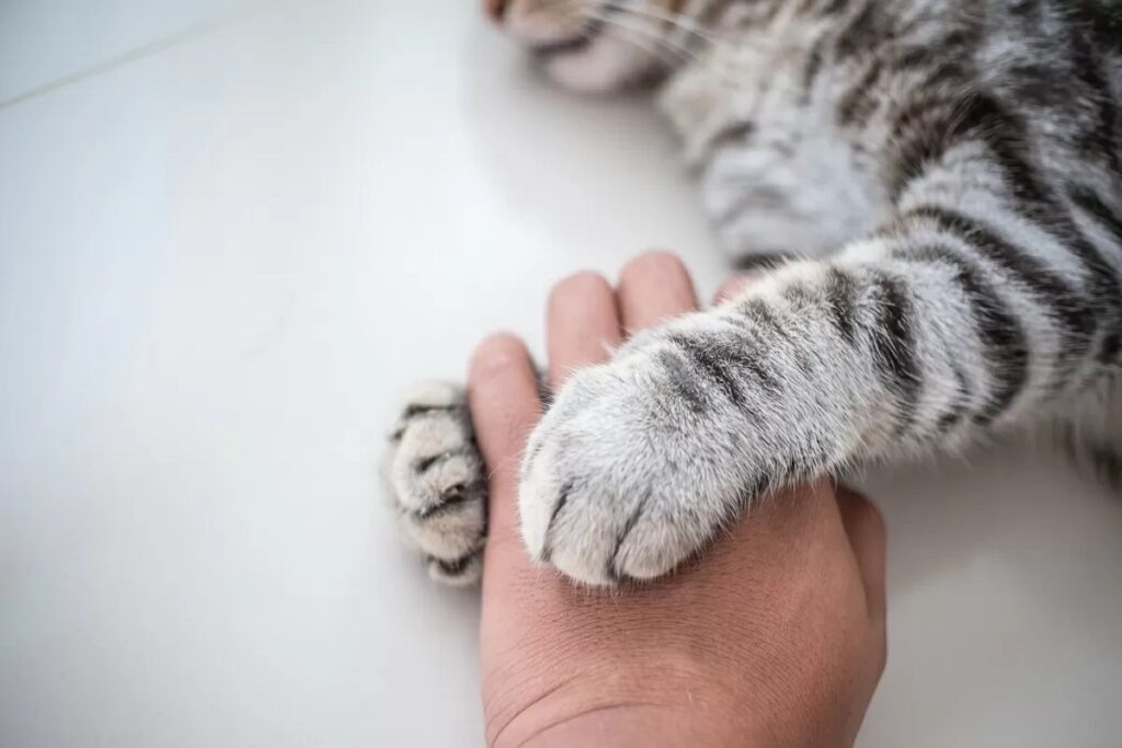 gatto tiene la mano
