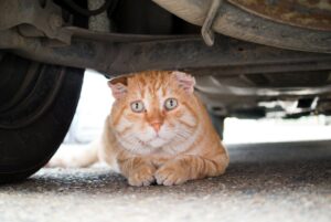 4 consigli per far uscire un gatto nascosto sotto un’automobile