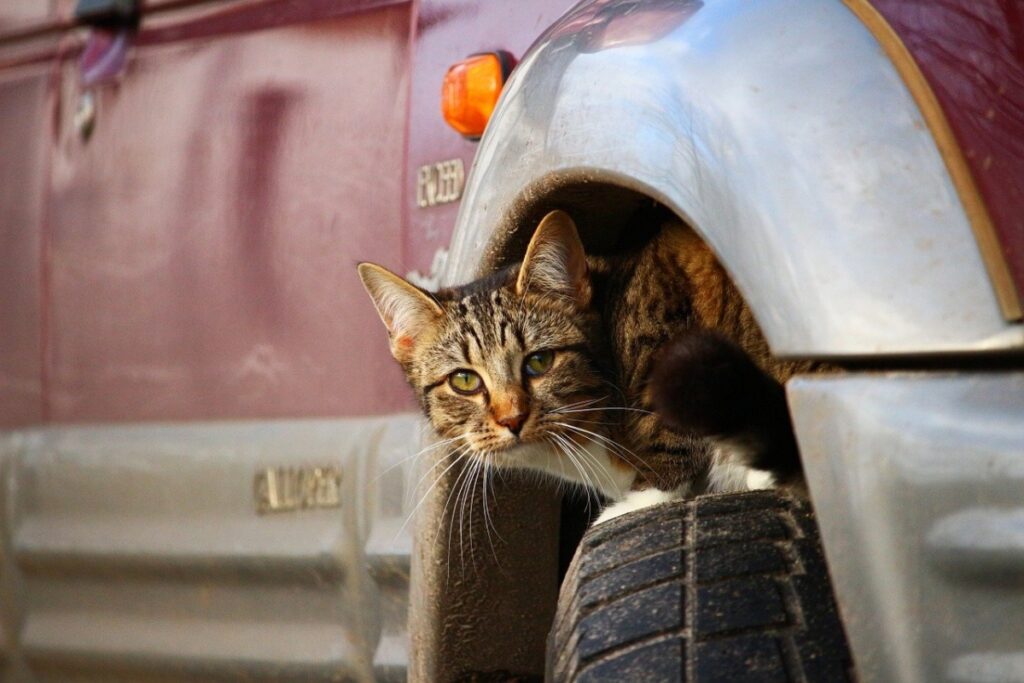 gatto sopra ruota