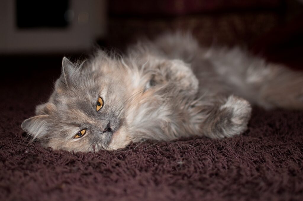 felino peloso grigio