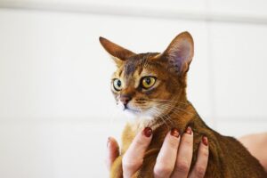 4 modi di prendere in braccio il gatto secondo gli esperti