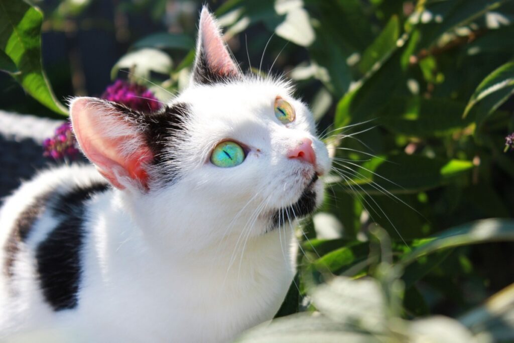 felino occhi diversi