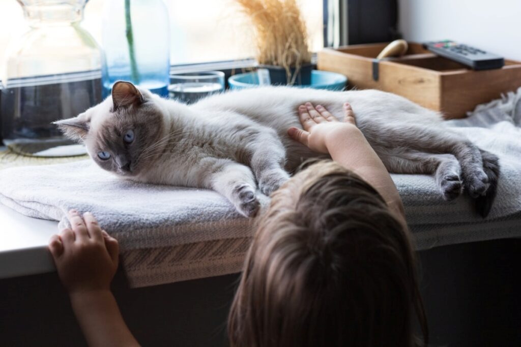 gatto riceve coccole