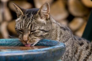 4 modi per impedire al gatto di bere dalla toilette