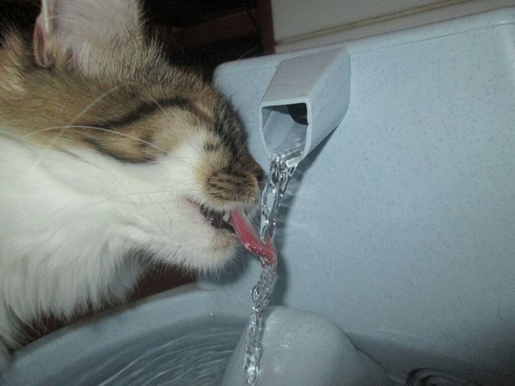 felino acqua fontanella