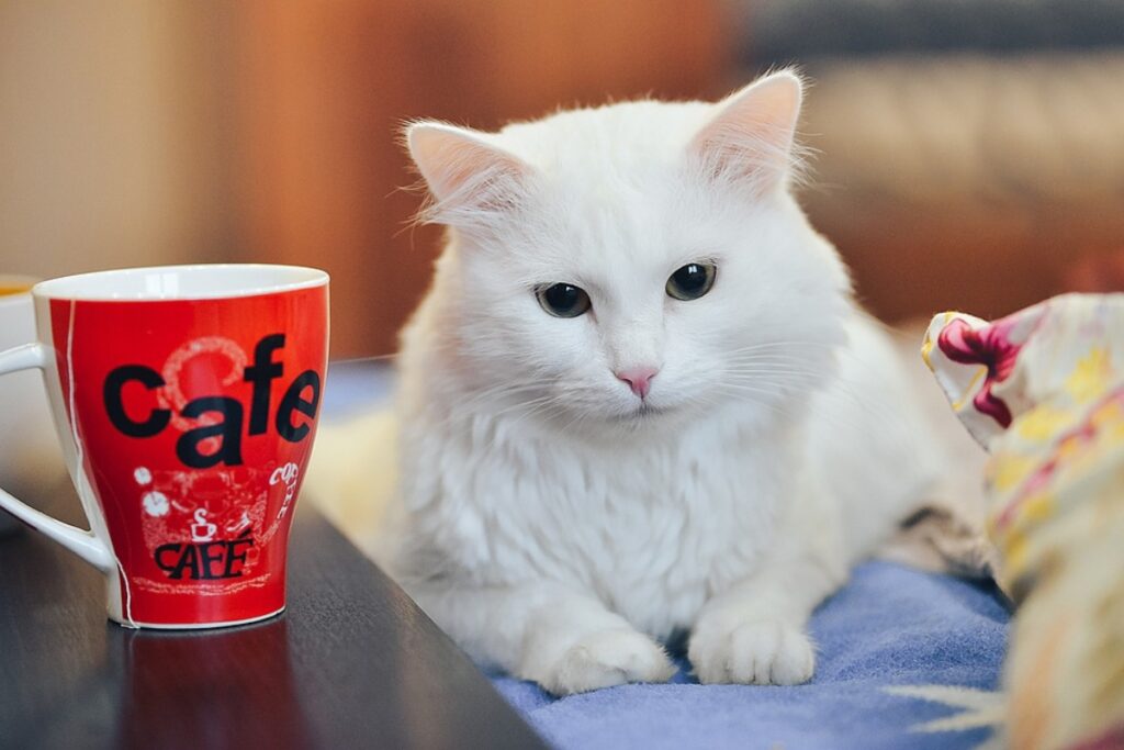 gatto bianco tazza