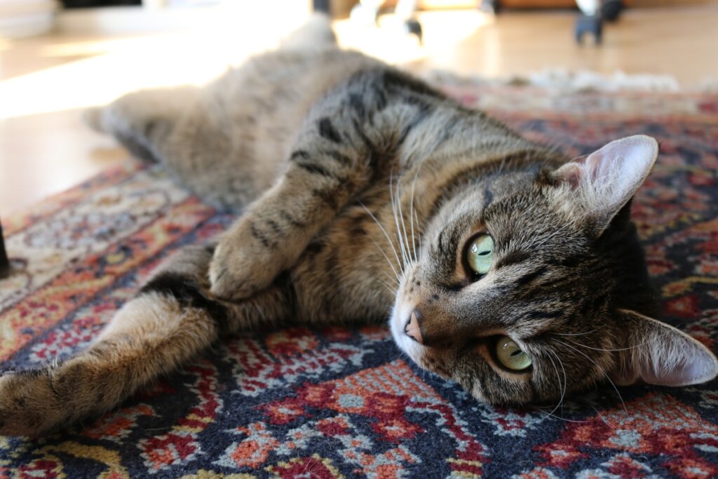 gatto sul tappeto tenero