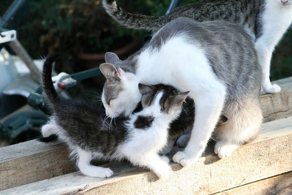 felino cura cuccioletto