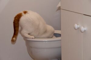 4 motivi per cui il gatto beve l’acqua dal water