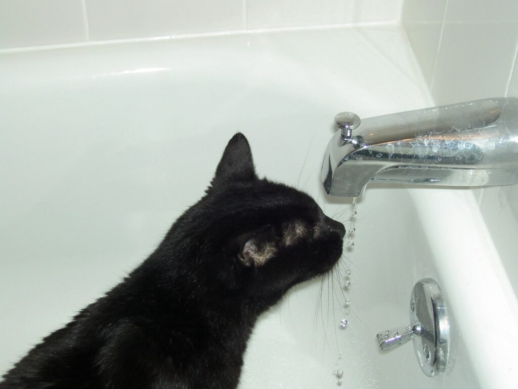 gatto rubinetto sete