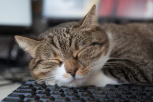 4 ragioni per cui al gatto piace dormire sulla tastiera del pc