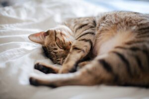 4 ragioni per cui il gatto ama dormire sui vestiti sporchi