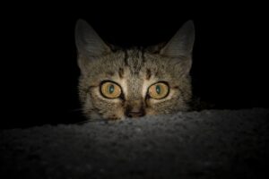 5 motivi per cui il gatto non vuole dormire di notte