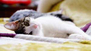 5 segnali che indicano che il gatto è pazzo di te