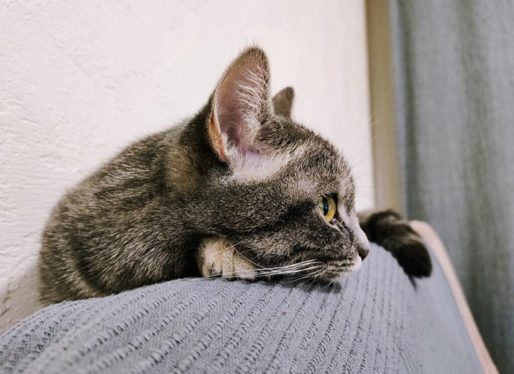 felino guarda divano