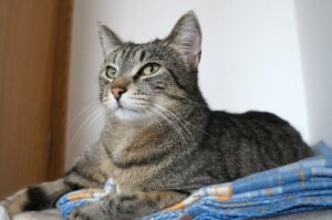 4 trucchi che non puoi non conoscere per il tuo gatto