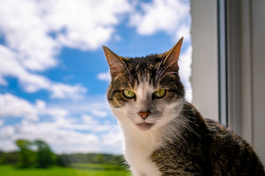 felino finestra fuori