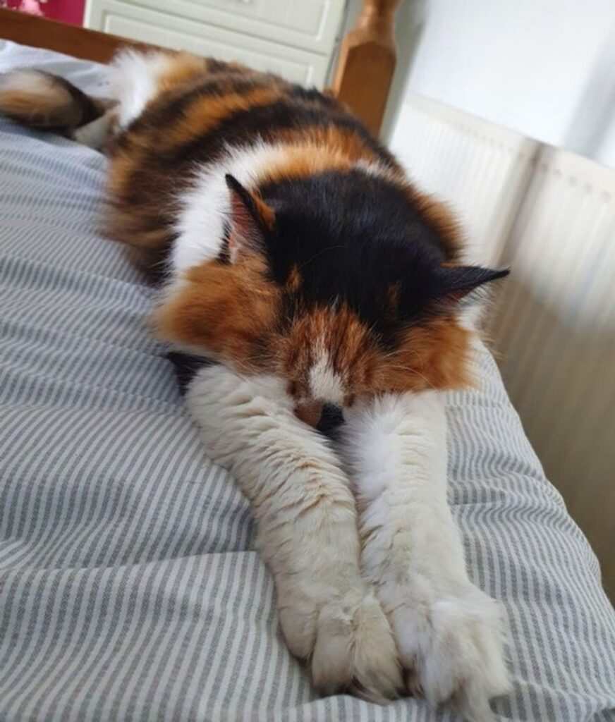 gatto relax letto