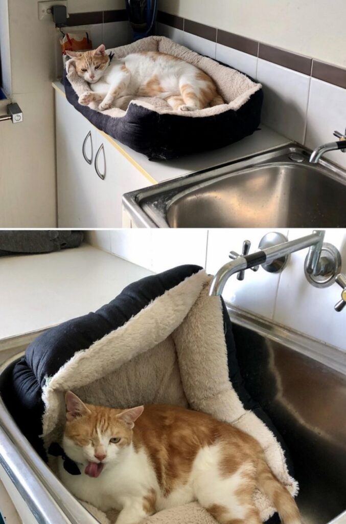 gatto nel lavandino