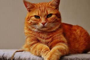 6 foto di gatti che sono in realtà fotomodelli provetti
