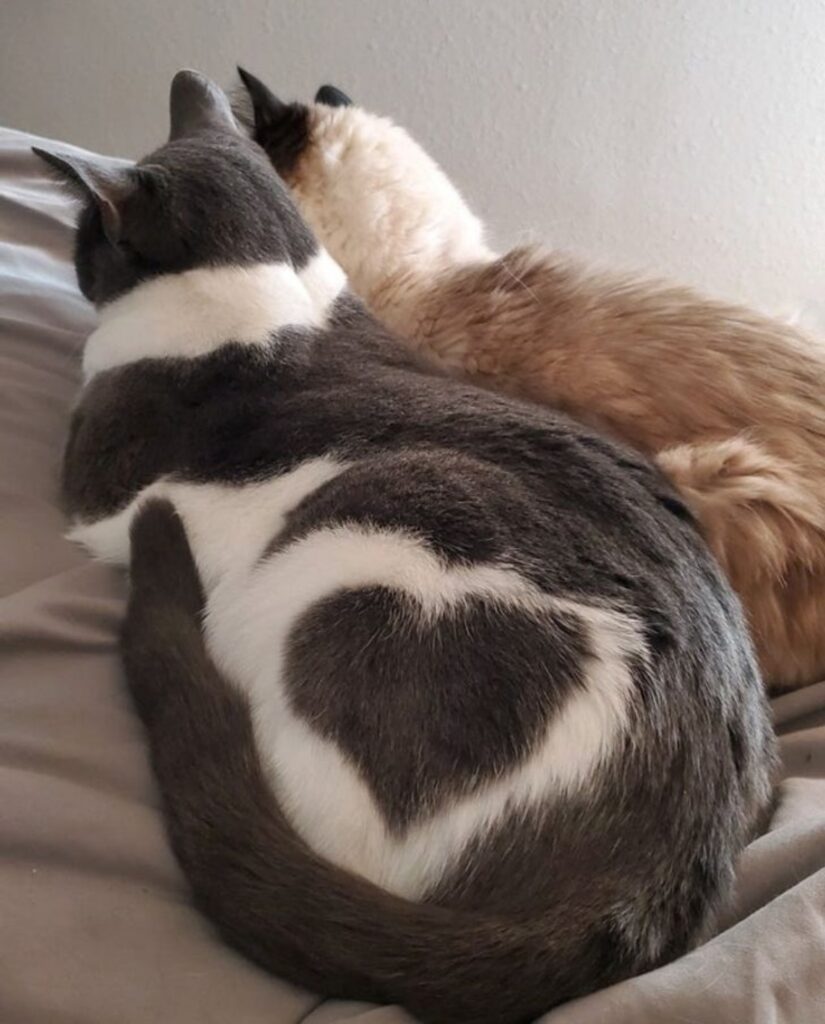 gatti cuore pelo