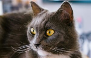 6 foto di gatti con dei “dettagli” a dir poco straordinari