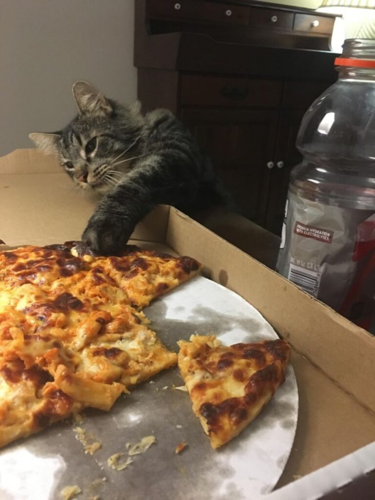 felino ruba pizza