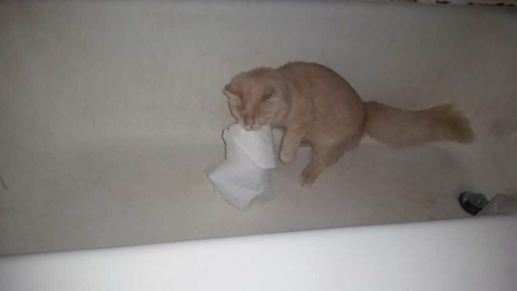 gatto carta igienica