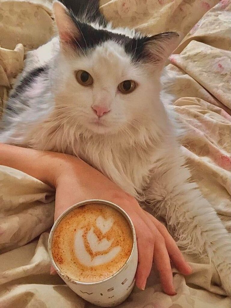 gatto cappuccino colazione