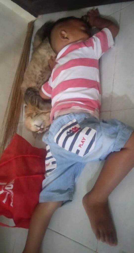 felino dorme bimbo