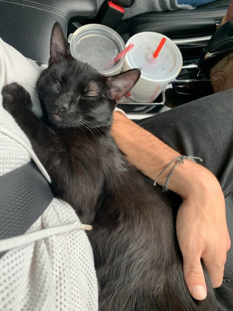 gatto nero stanco 