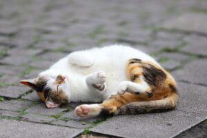 8 divertenti foto di gatti caduti dalle braccia di Morfeo