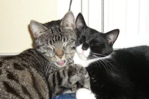 8 divertenti foto di persone alle prese con più gatti