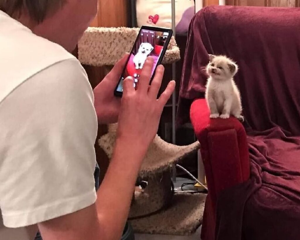 gatto protagonista di fotografia