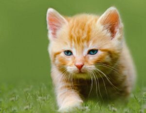 8 foto che ci servono per capire come mai i gatti siano fra le creature più amate del web