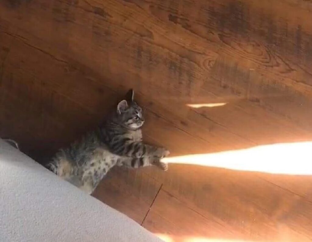 gatto lancia raggio di luce