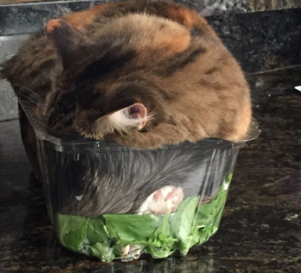 gatto si appisola su insalata 