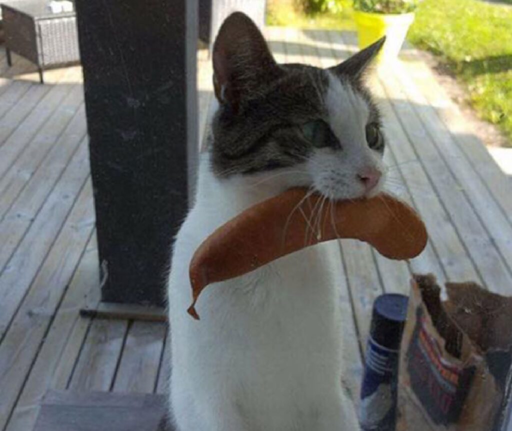 gatto salsiccia in bocca