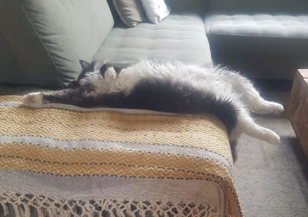 gatto bianco nero disteso divano