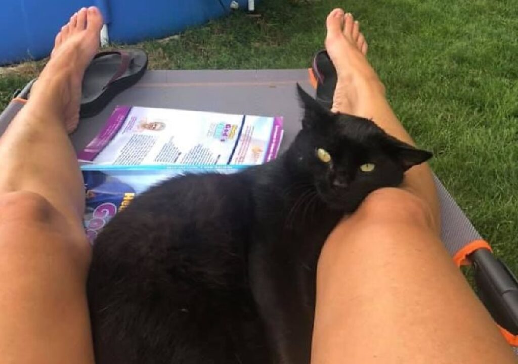 gatto nero appoggiato gambe