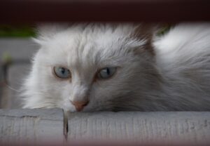 8 foto di gatti amanti dell’avventura che finiscono in case di sconosciuti