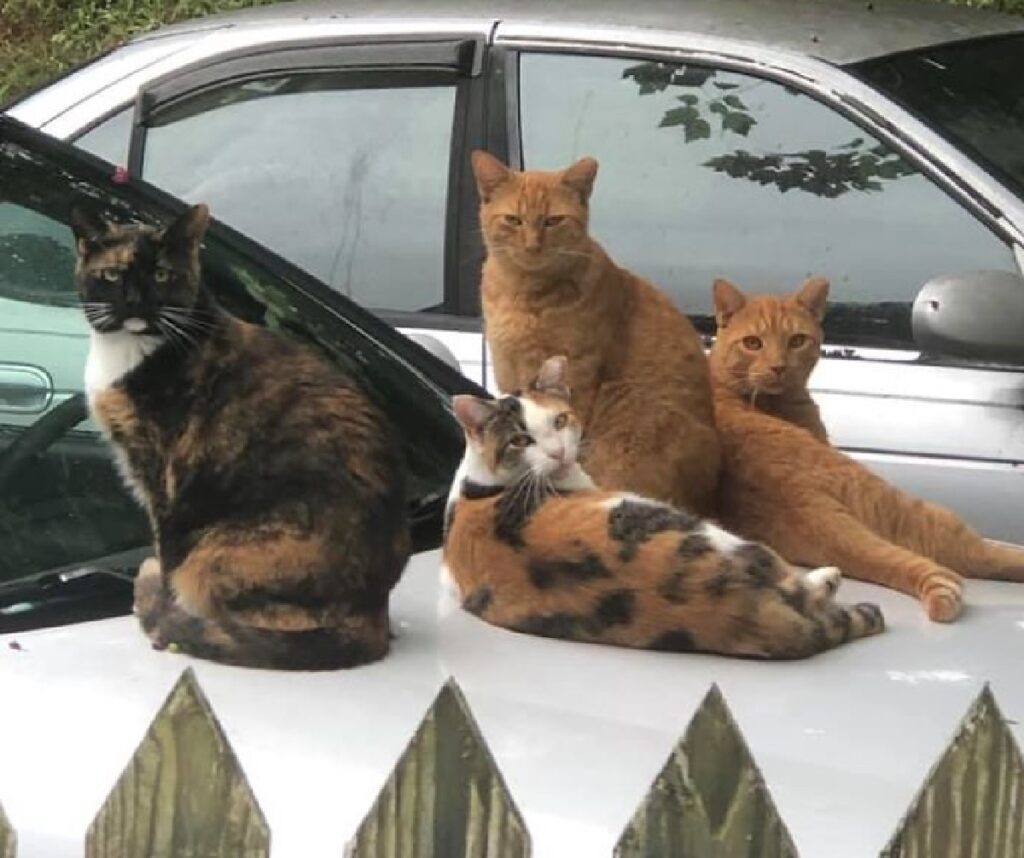 gatti sul cofano auto