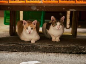 8 foto di gatti che assumono alcuni dei comportamenti più strani mai visti