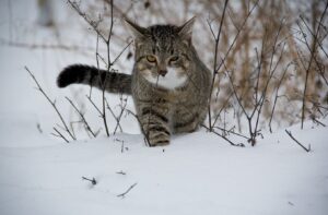 8 foto imperdibili di gatti che cercano di piegare la società alle loro esigenze