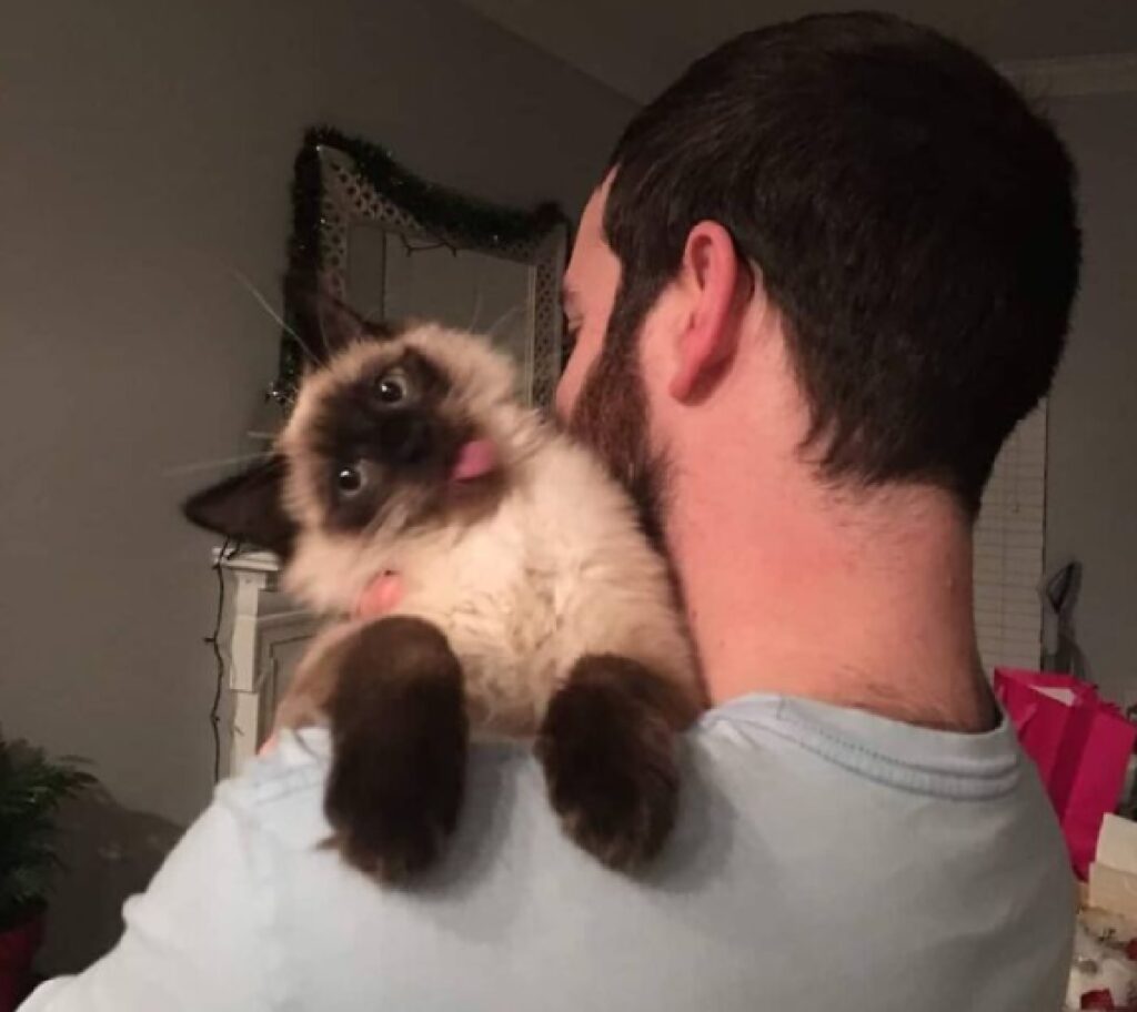 gatto tira fuori lingua dopo abbraccio
