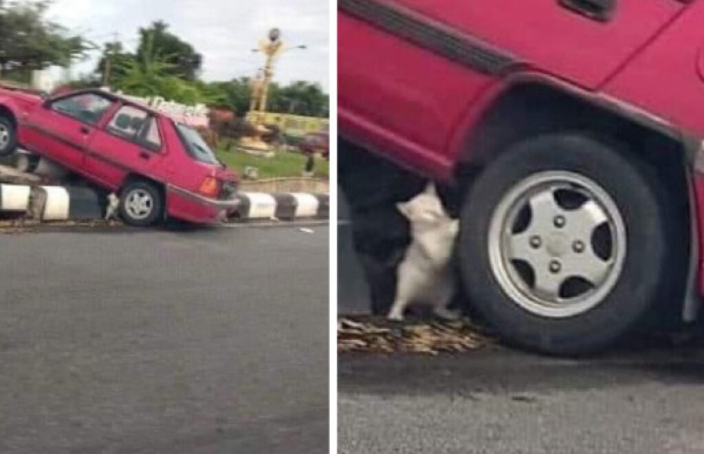 gattino piccolo ruota macchina
