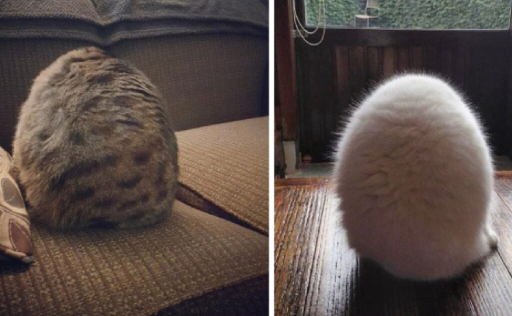 gatti si trasformano in palle
